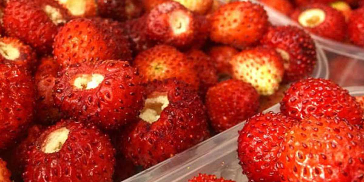 Fragole e fragoline di Marsala, la stagione sta per entrare nel vivo